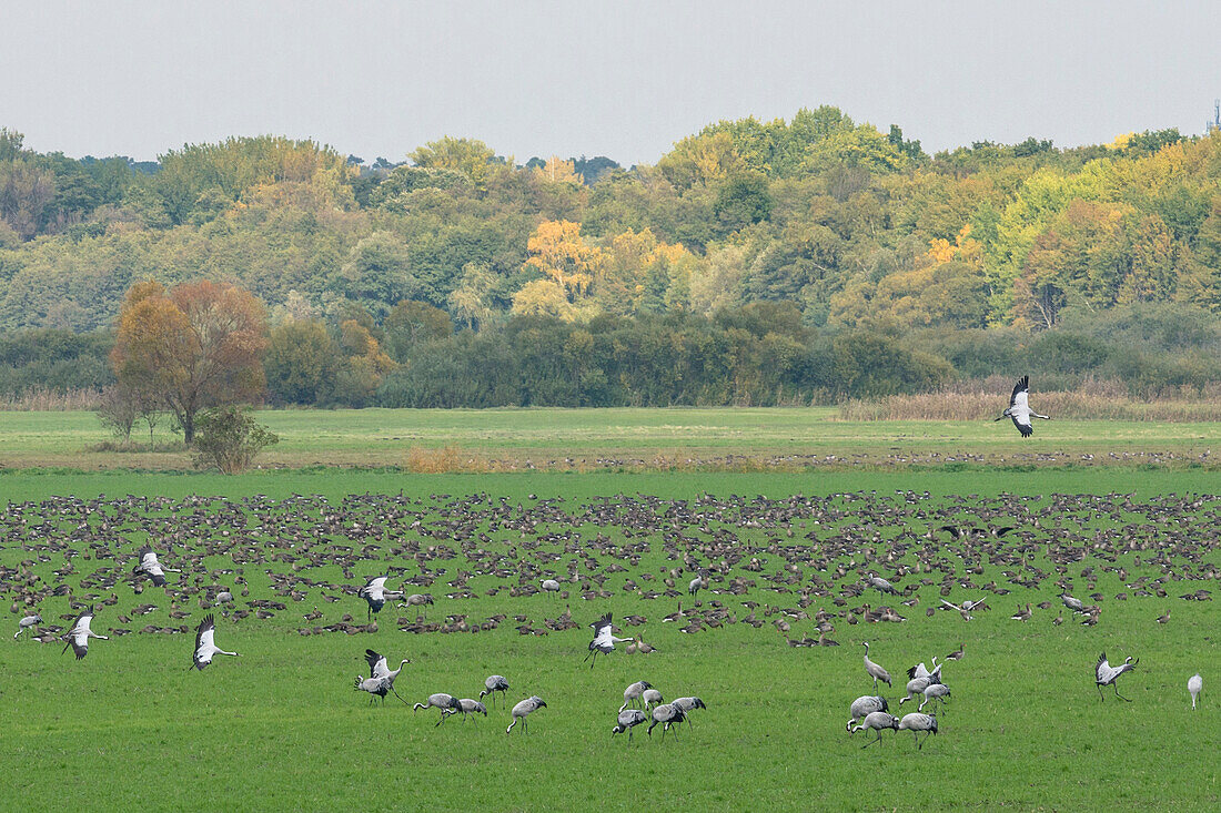 Resting place of cranes and greylag geese on a meadow in the nature reserve of Lake Rangsdorf - Germany, Brandenburg, Rangsdorf