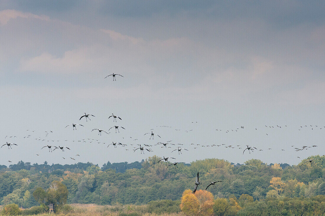 Kranichzug am Himmel während des Landeanfluges auf einer Wiese im Landschaftsschutzgebiet des Rangsdorfer Sees - Deutschland, Brandenburg, Rangsdorf