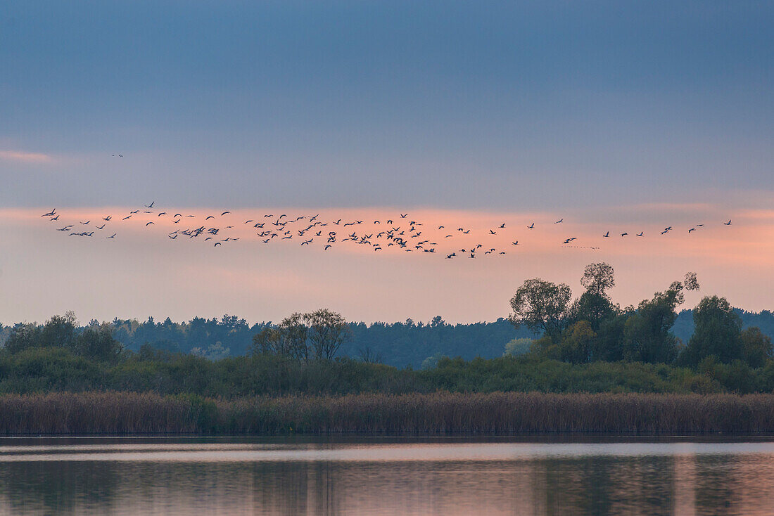 Kranichzug am Himmel während der untergehenden Sonne über dem Rangsdorfer See - Deutschland, Brandenburg, Rangsdorf