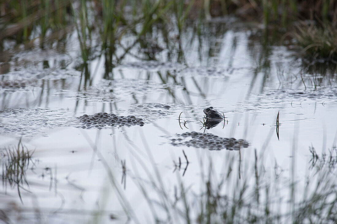 Moor frog with frog spawn in a waterhole in the lakeshore zone - Germany Oberallgäu Oberstdorf