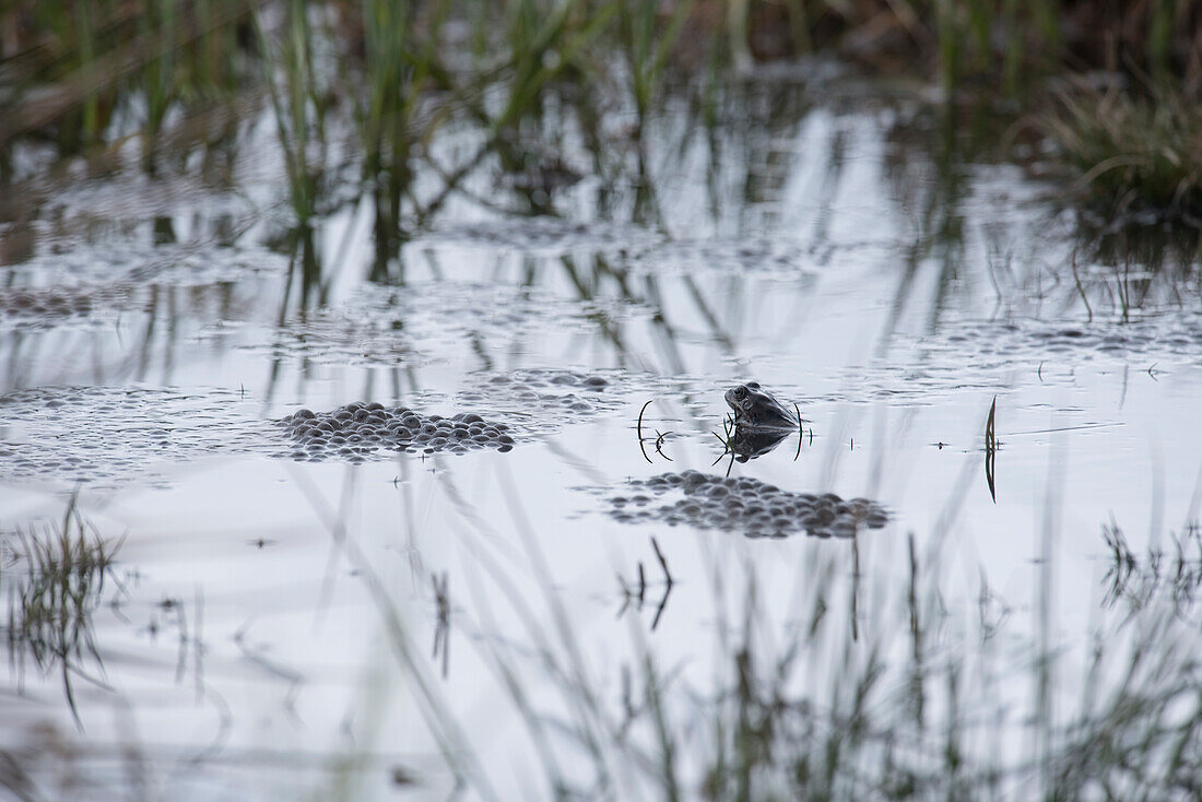 Moorfrosch mit Laich in einem Wasserloch in der Uferzone - Deutschland Oberallgäu Oberstdorf