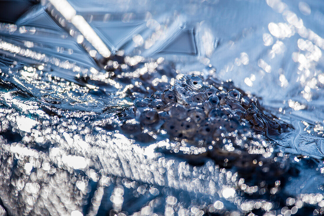 Detail of moor frog’s frog spawn in a frozen puddle with reflections of the sun - Germany Oberallgäu Oberstdorf