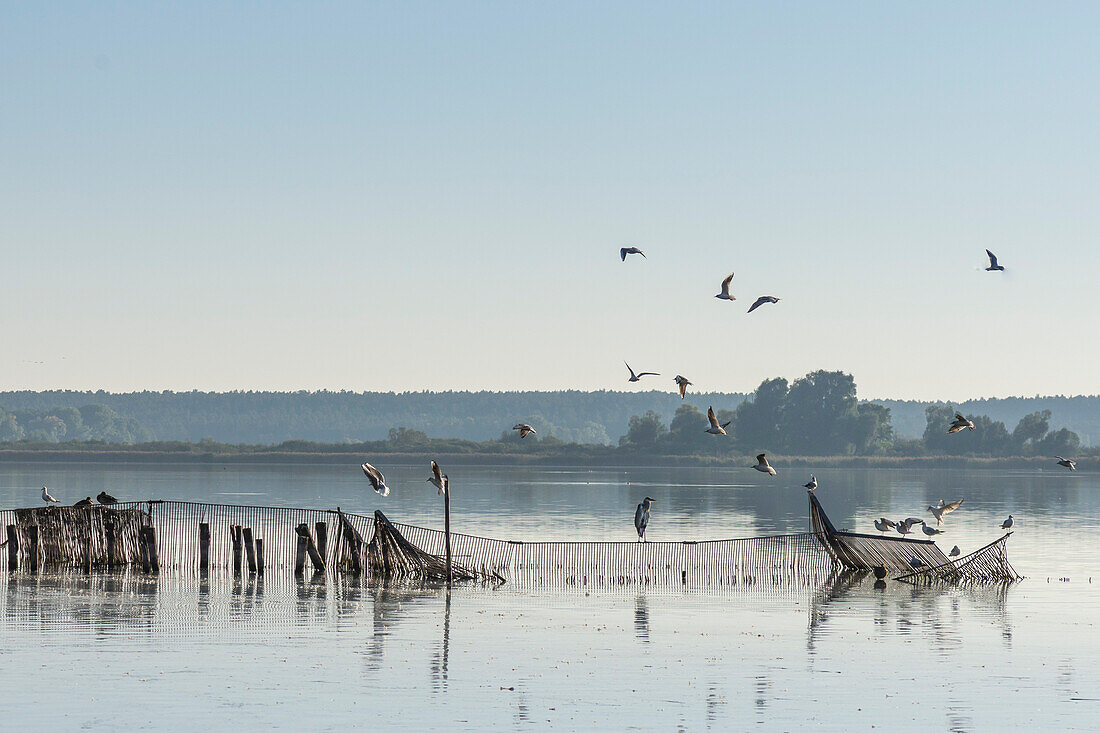 Landeplatz von Möwen, Fischreihern und anderen Vögeln auf dem Begrenzungszaun einer Fischfarm des Rangsdorfer Sees - Deutschland, Brandenburg, Rangsdorf