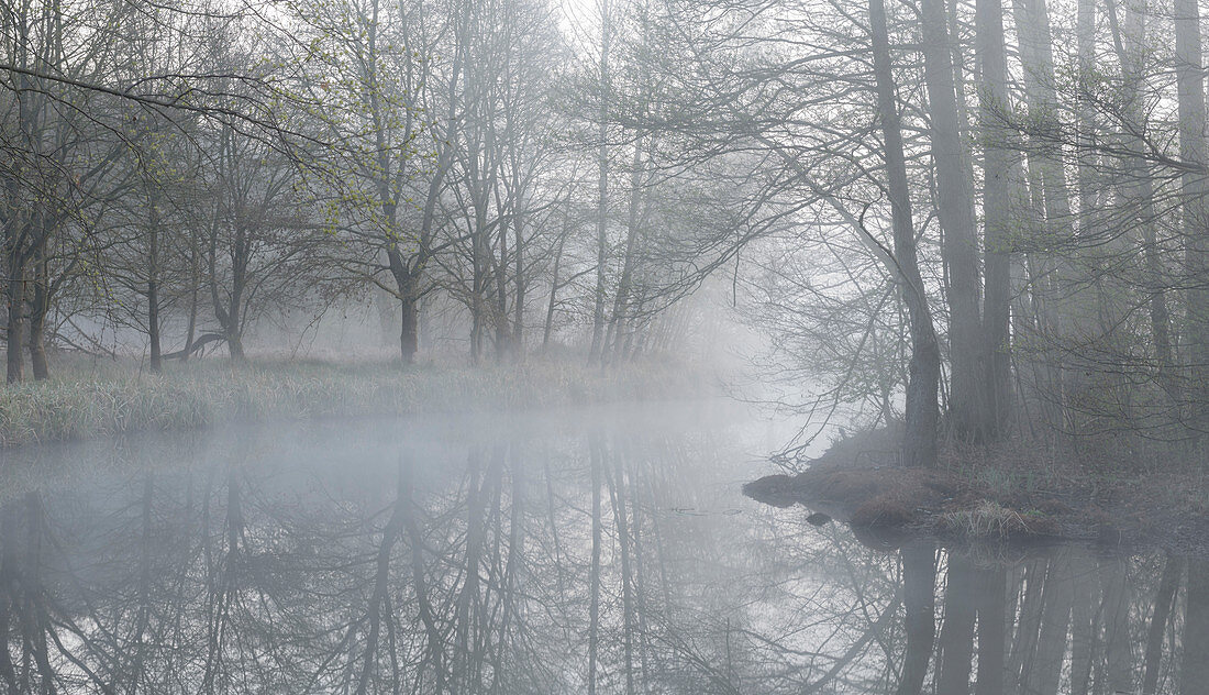 'Spreewald creek with morning fog in spring; monochrome colors -  Germany, Brandenburg, Spreewald'