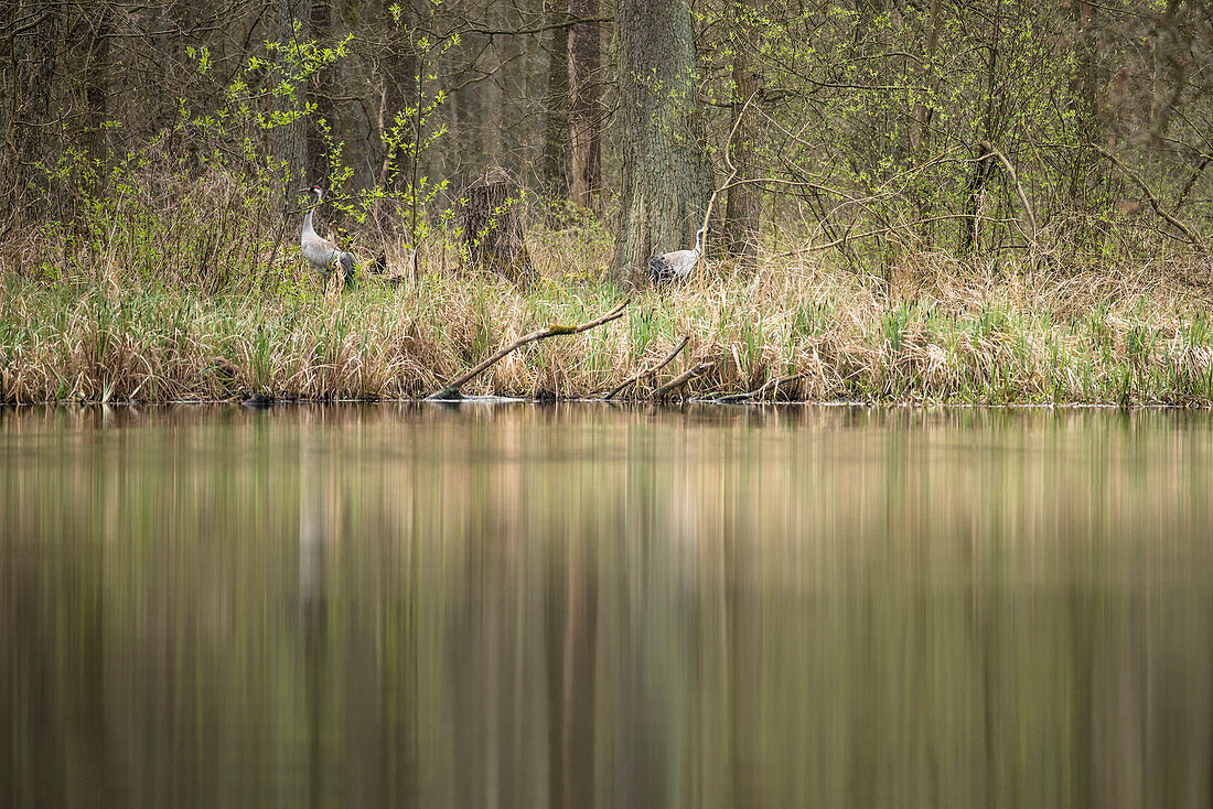 Kraniche im Herbst, Wasserspiegelung am Ufer eines Fließes im Biosphärenreservat Spreewald  - Deutschland, Brandenburg, Spreewald
