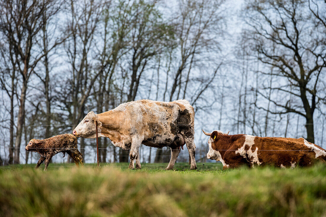 Milchkuh nach der Geburt eines Kalbes bei der Fellpflege im Spreewald  - Deutschland, Brandenburg, Spreewald