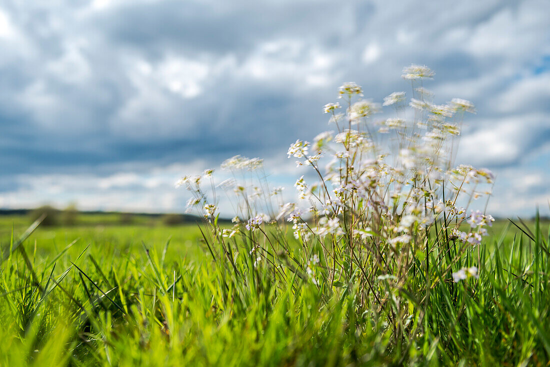 Day-long exposure of a wild meadow with typical heather vegetation in foreground with wind and clouds -  Germany, Brandenburg, Spreewald