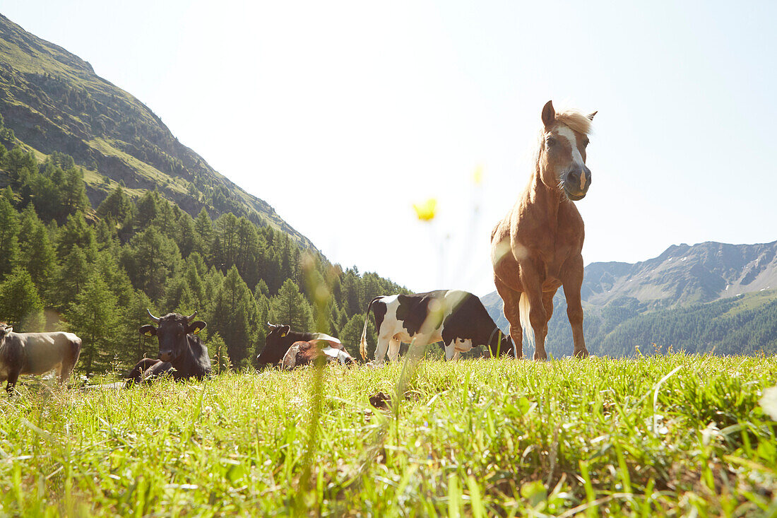 Horses on the grass fileds in the mountains