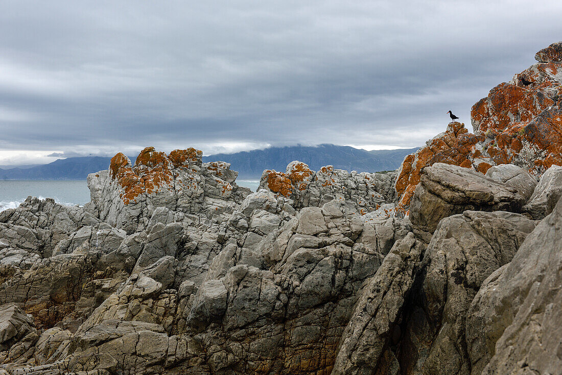 rocks at Walker Bay Nature Reserve, Gansbaai, Western Cape, South Africa
