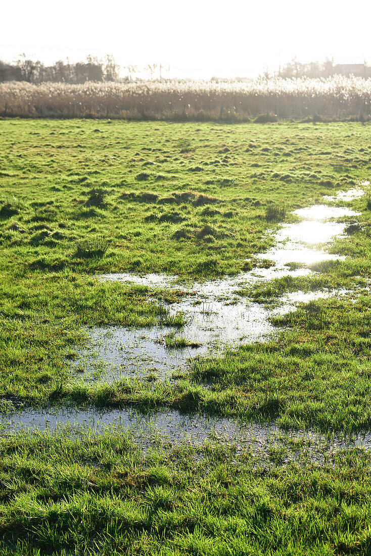 Winterliche Graslandschaft in Reitbrok, Vierlanden, Hamburg, Deutschland