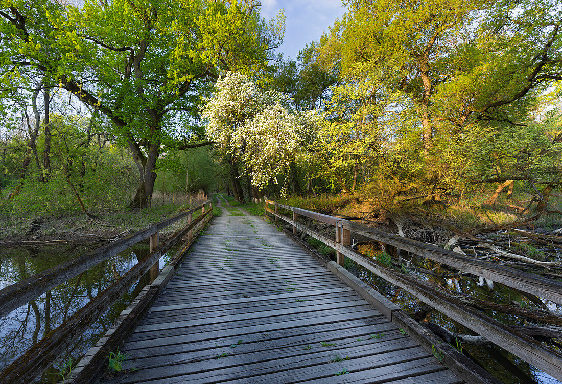 Holzbrücke, Naturreservat Marchauen, Niederösterreich, Österreich