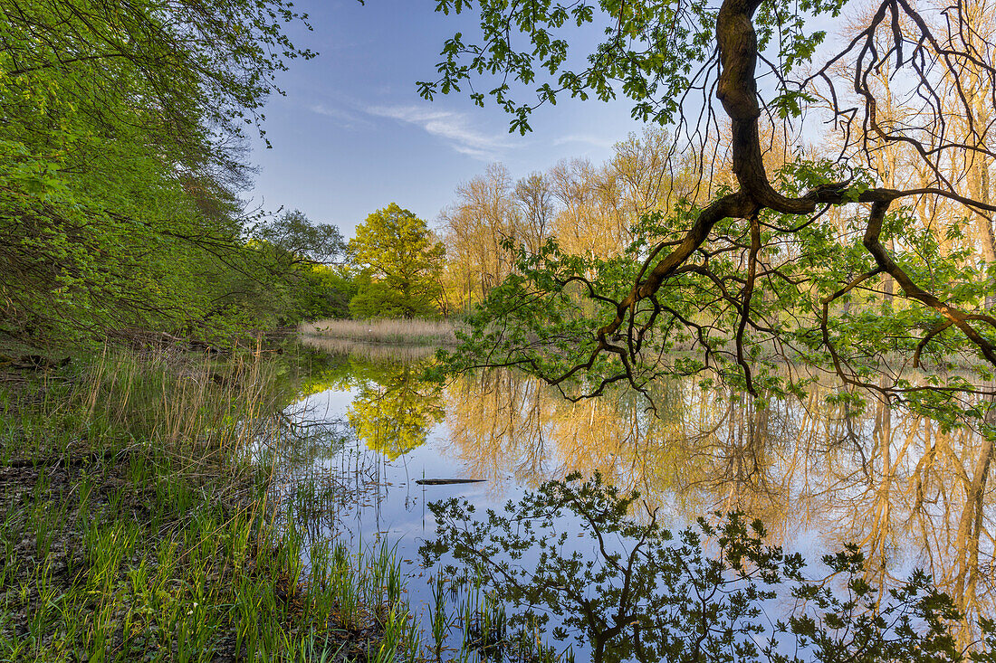 Seitenarm der March, Naturreservat Marchauen, Niederösterreich, Österreich