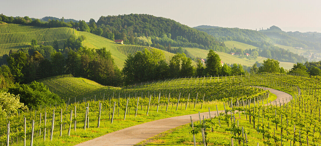 nahe Karnerberg,  Südsteirische Weinstrasse, Windische Bühel, Steiermark, Österreich
