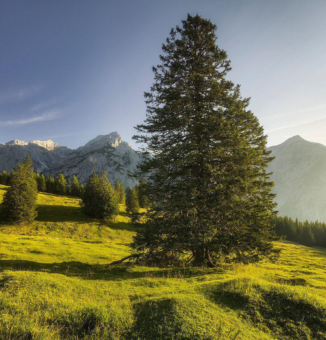 Kiefer auf der Walder Alm, Huderbankspitze, Karwendel, Tirol, Österreich