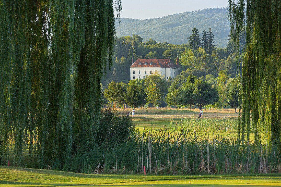 Trauerweide am Golfplatz beim Schloss Ernegg, Steinakirchen am Forst, Niederösterreich, Österreich