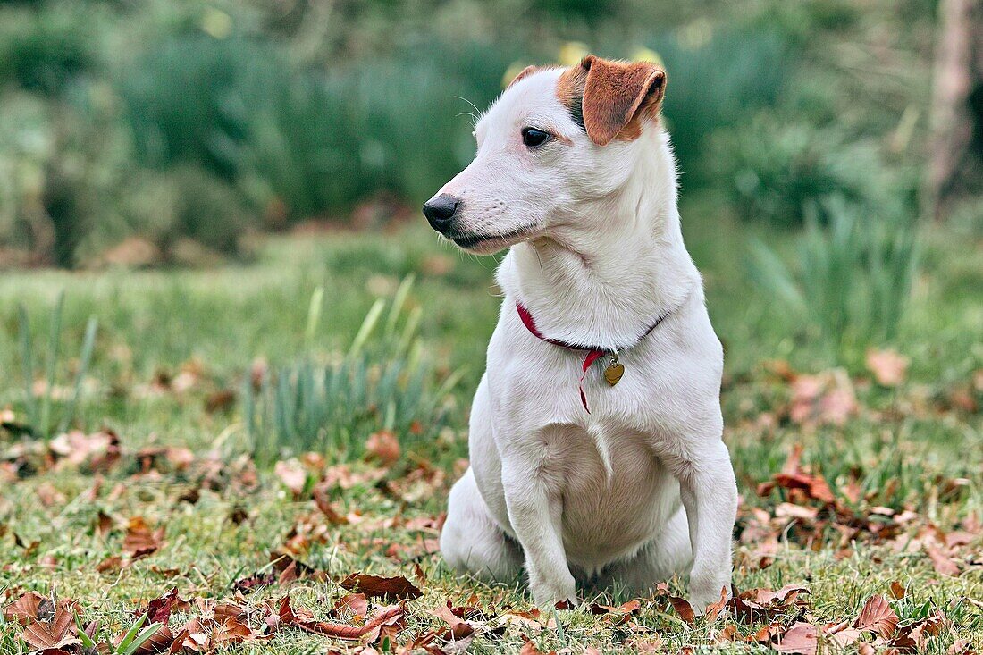 Jack Russell terrier outdoors.