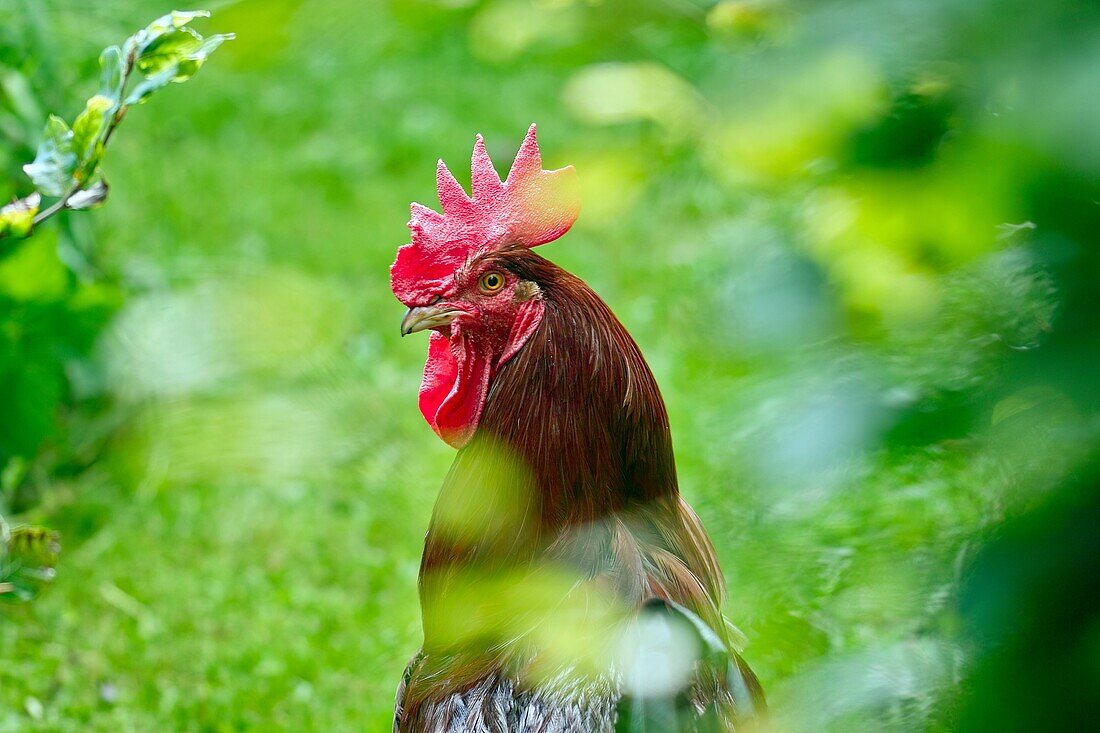 Rooster viewed through bushes.