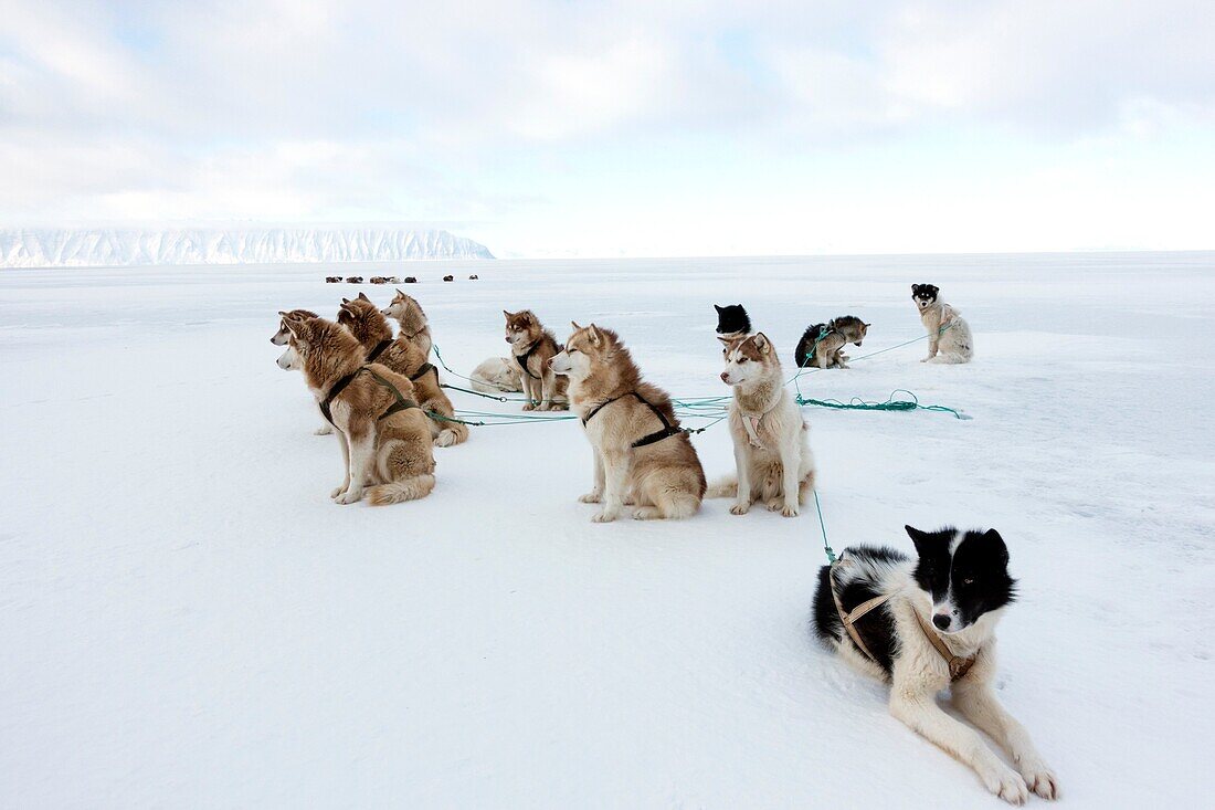 Greenlandic husky dog team staked to the ice near the floe edge in midnight sun.