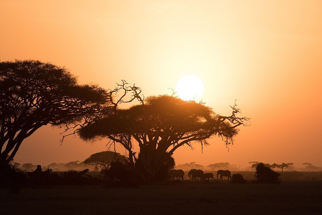 Silhouettes of elephants Loxodonta africana and acacias. Sunset. Amboseli National Park. Kenya. Africa