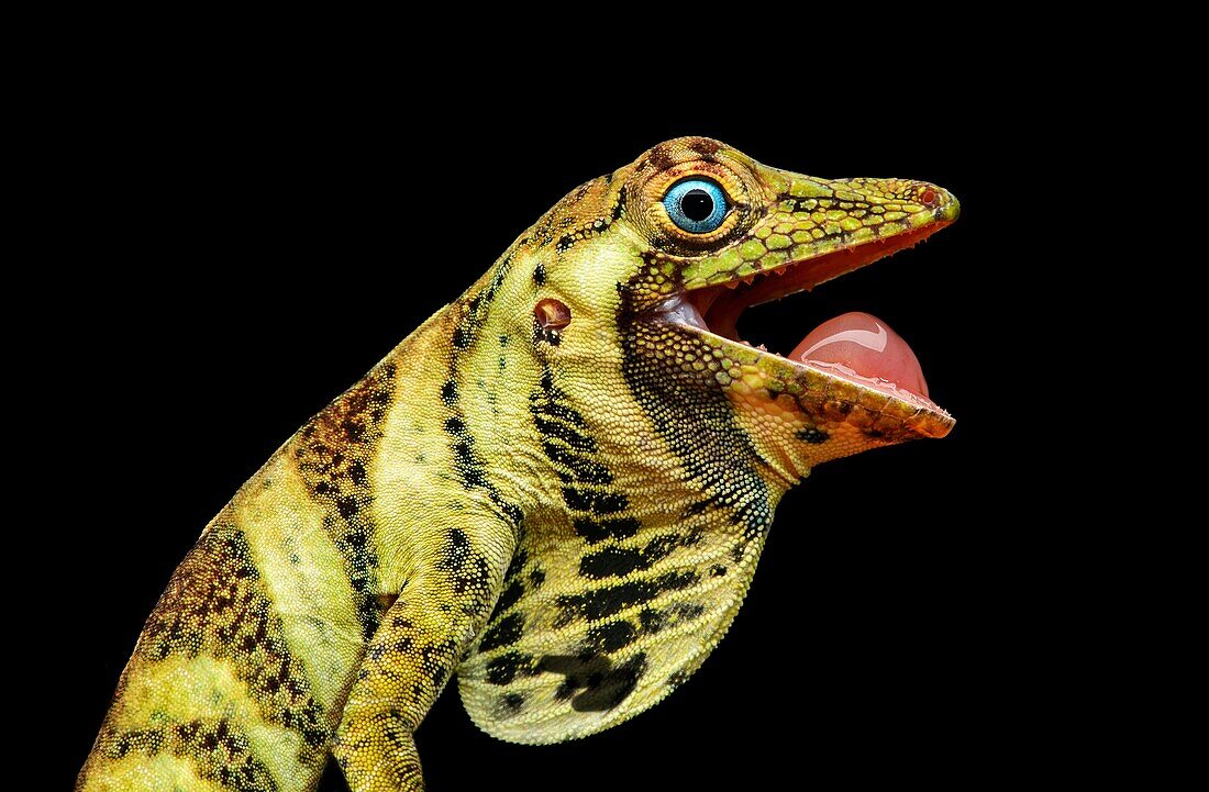 Female Banded Tree-Anole lizard (Anolis transversalis) characterized by blue eyes, Iguana family (Iguanidae), Amazon rainforest, Yasuni National Park, Ecuador.