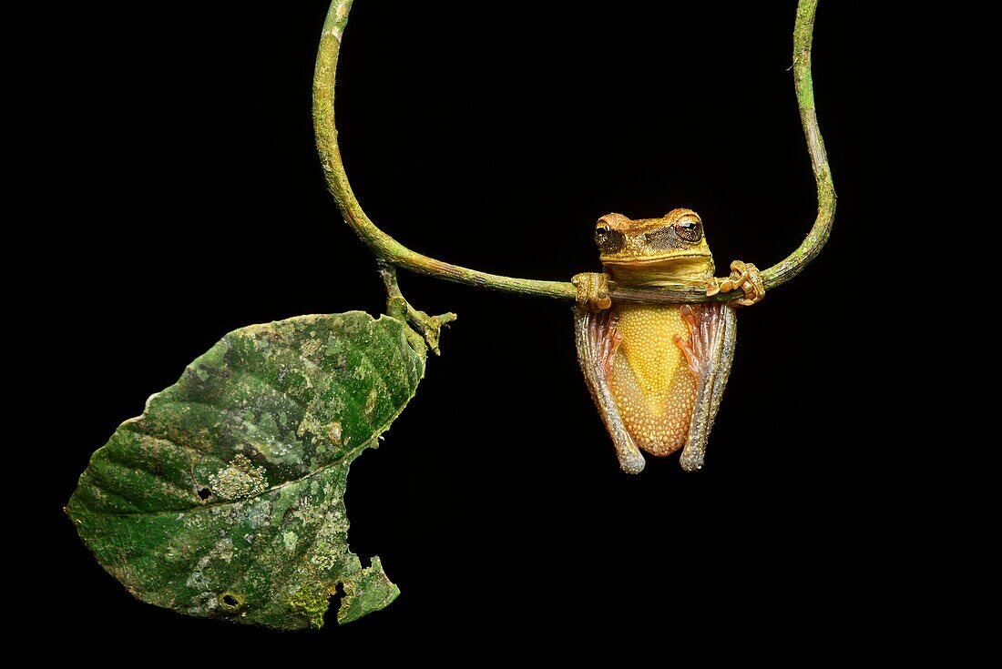 Neotropical Treefrog (Osteocephalus yasuni), Treefrog family (Hylidae), Amazon rainforest, Yasuni National Park, Ecuador.