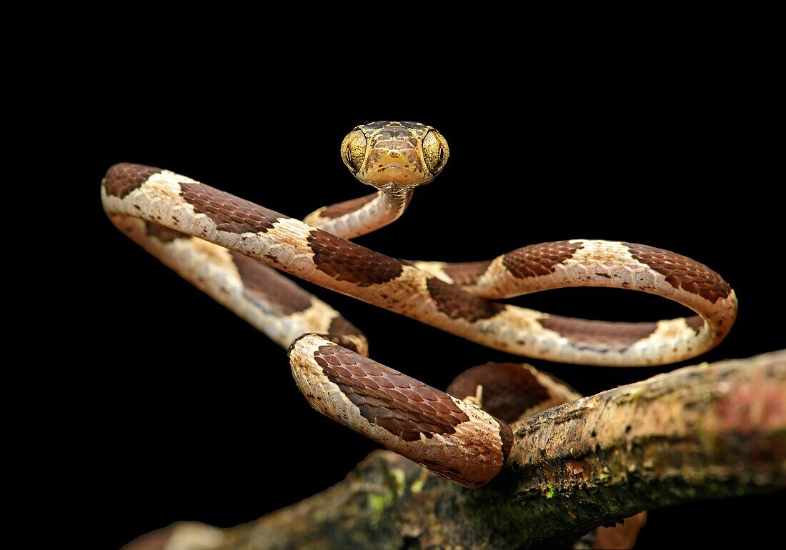 Common Blunthead (Imantodes cenchoa), (Colubridae family), Amazon rainforest, Yasuni National Park, Ecuador.Common yellow-head snake.