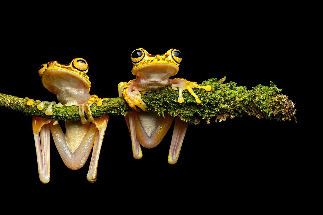 Two Imbabura Treefrogs (Hypsiboas pictuator), Treefrog family (Hylidae), Choco rainforest, Ecuador.