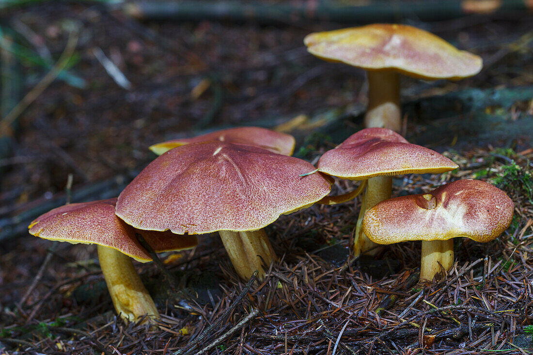 Plums and Custard or Red-haired agaric (Tricholomopsis rutilans) mushrooms. Gorbea Natural Park. Alava, Spain, Europe.
