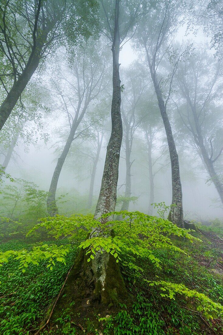 Beechwood in the mist. Urbasa mountain range. Navarre, Spain, Europe.