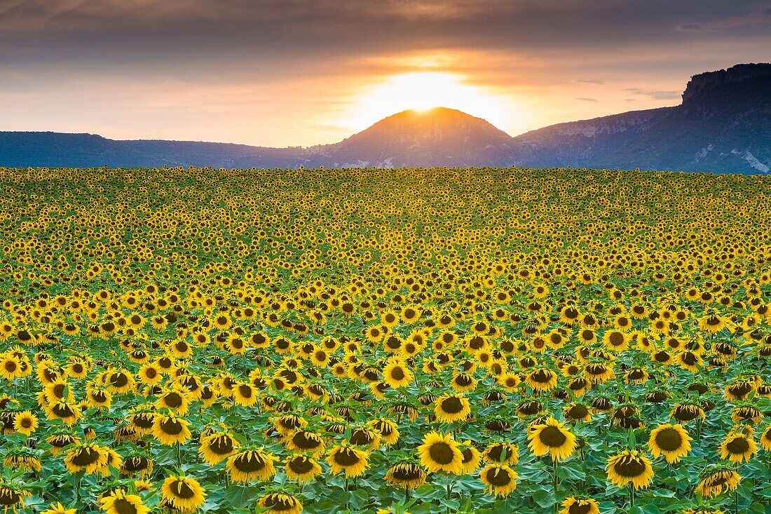 Sunflowers plantation. Arteaga village, Tierra Estella county. Navarre, Spain, Europe.