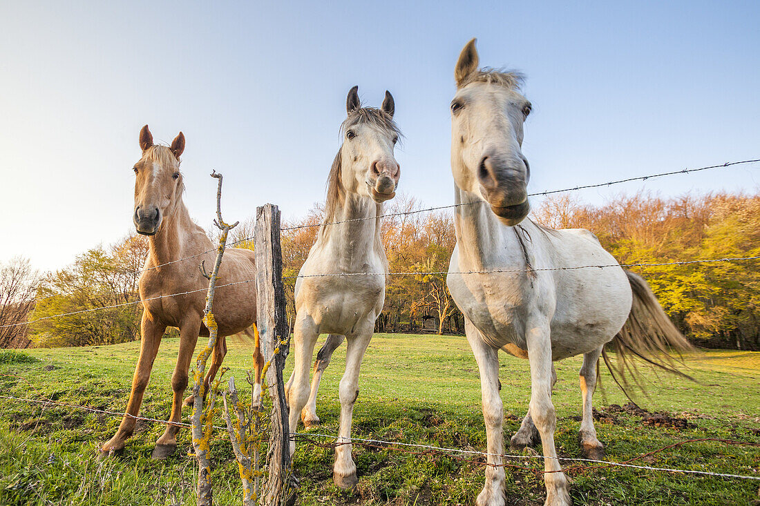 Horses near the Tours de Saint-Jacques in the Natural Park des Massif de Bauges, Haute-Savoie, Rhône-Alpes, France.