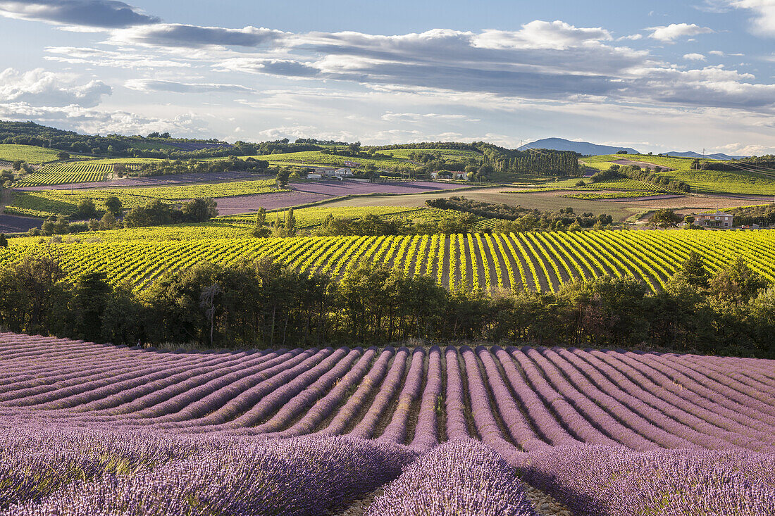 Lavander fields and vineyards in the Drôme Provençale, Drôme, France.