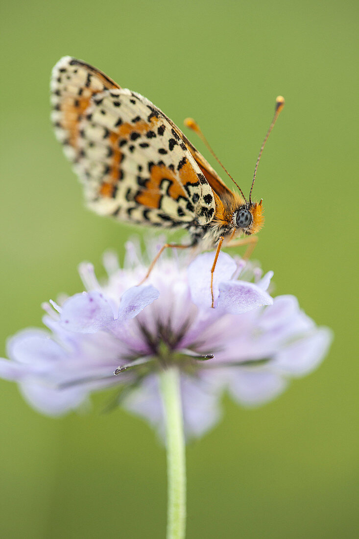 Glanville Fritillary -Melitaea cinxia-, Savoie, France.