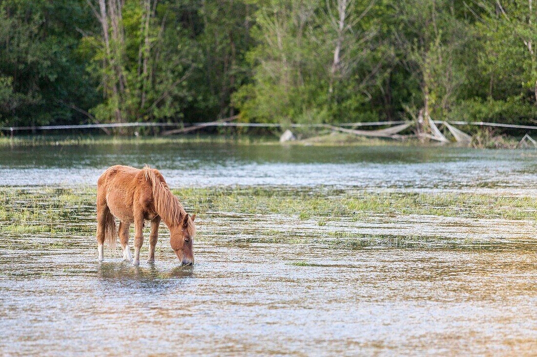 Horses at Esterri d´Aneu, Lleida, Spain.