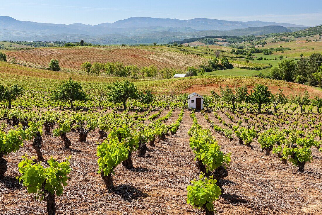Vineyard near Pieros village, Way of St. James, Leon, Spain.