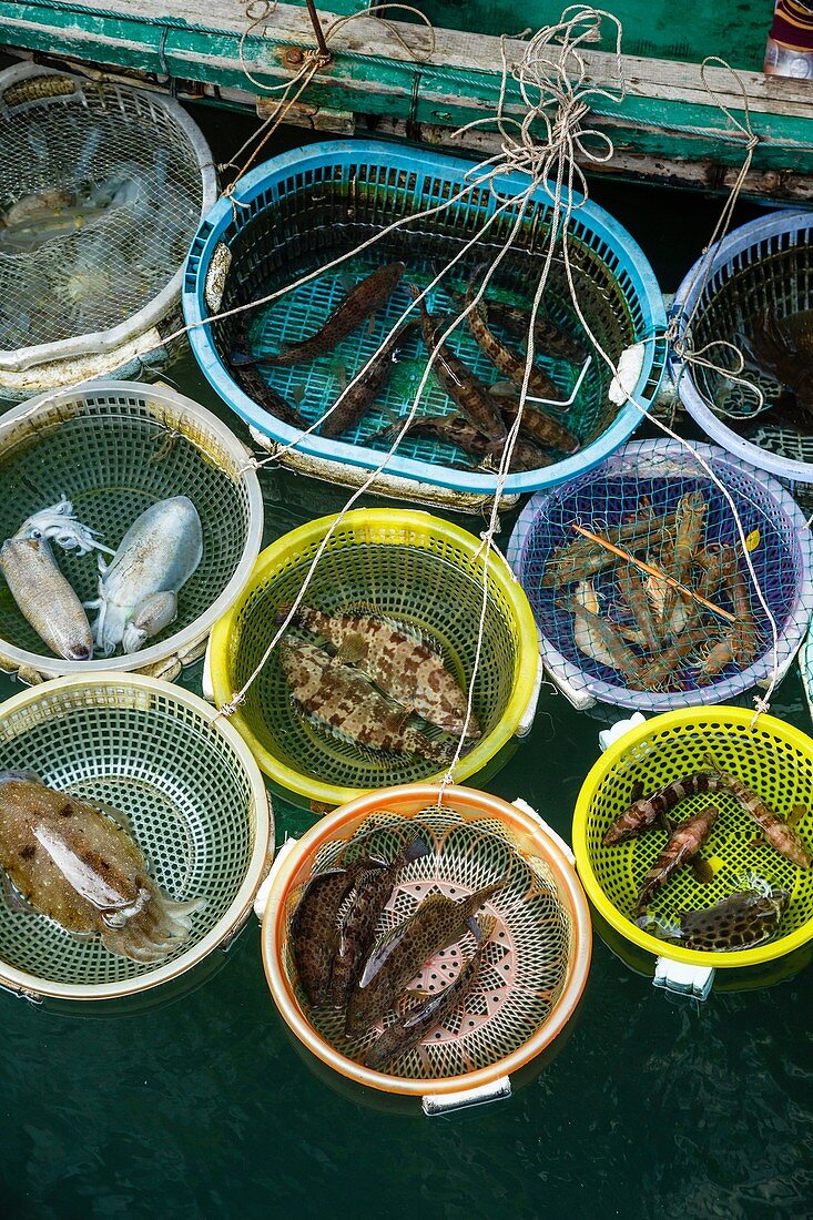 Fish catch, Halong Bay, Vietnam.