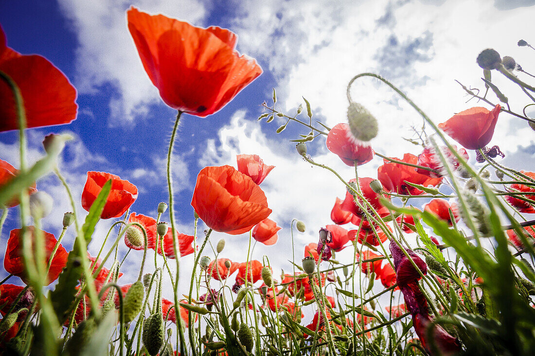 Papaver rhoeas (Common Poppies), Porreres, Majorca, Balearic Islands, Spain.