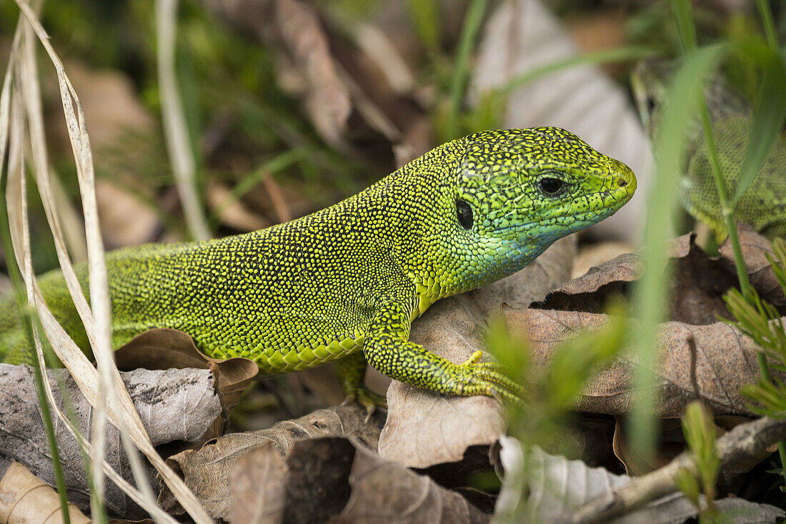 Lagarto Verde Europeo (Lacerta viridis), Nationalpark Plitvicer Seen, UNESCO-Welterbe, Kroatien