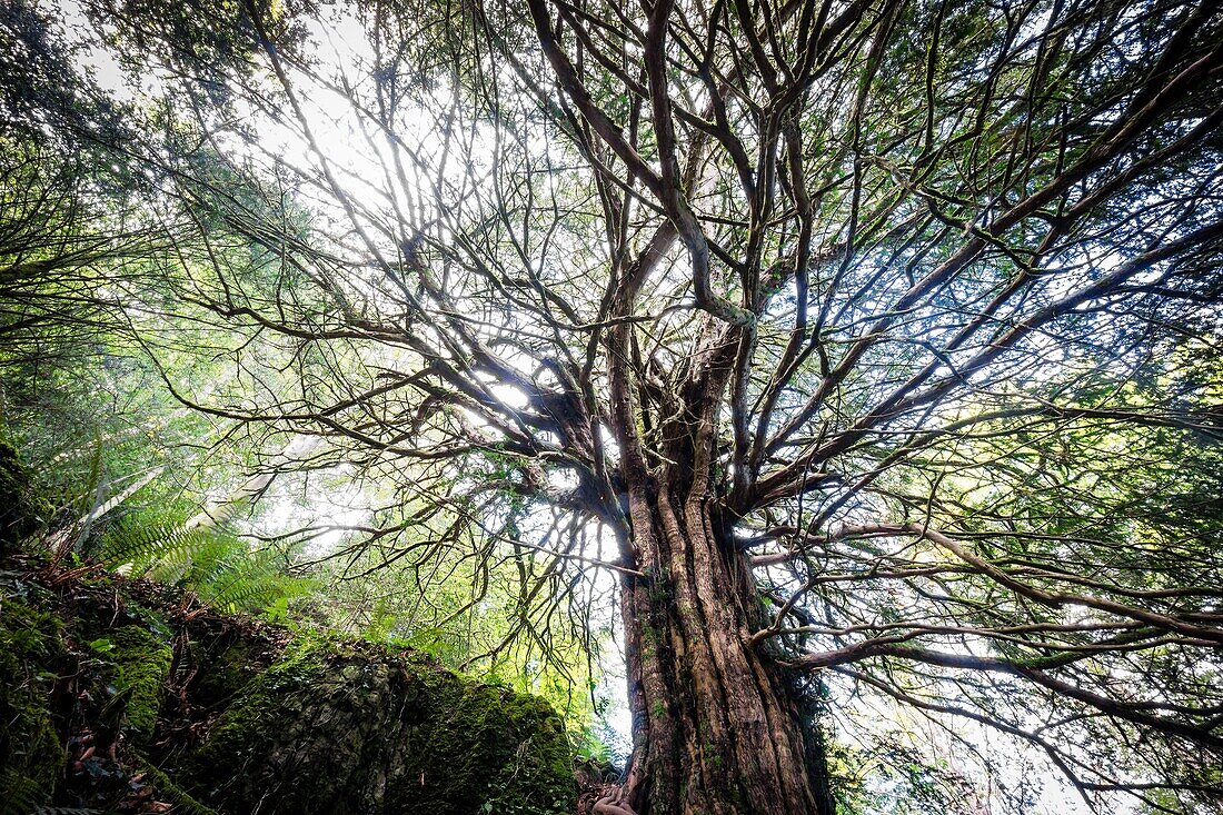 Parque Natural de Pagoeta, Guipuzcoa, Baskenland, Spanien