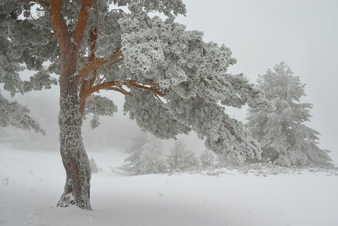Winter in the pine forests of the Sierra de Guadarrama, Madrid, Segovia