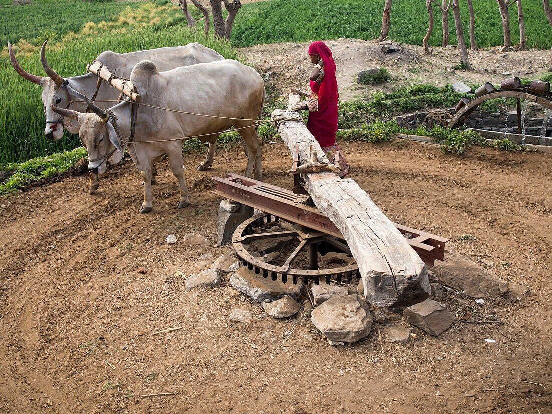 Cow-driven water wheel in Ranankpur, Rajasthan, India