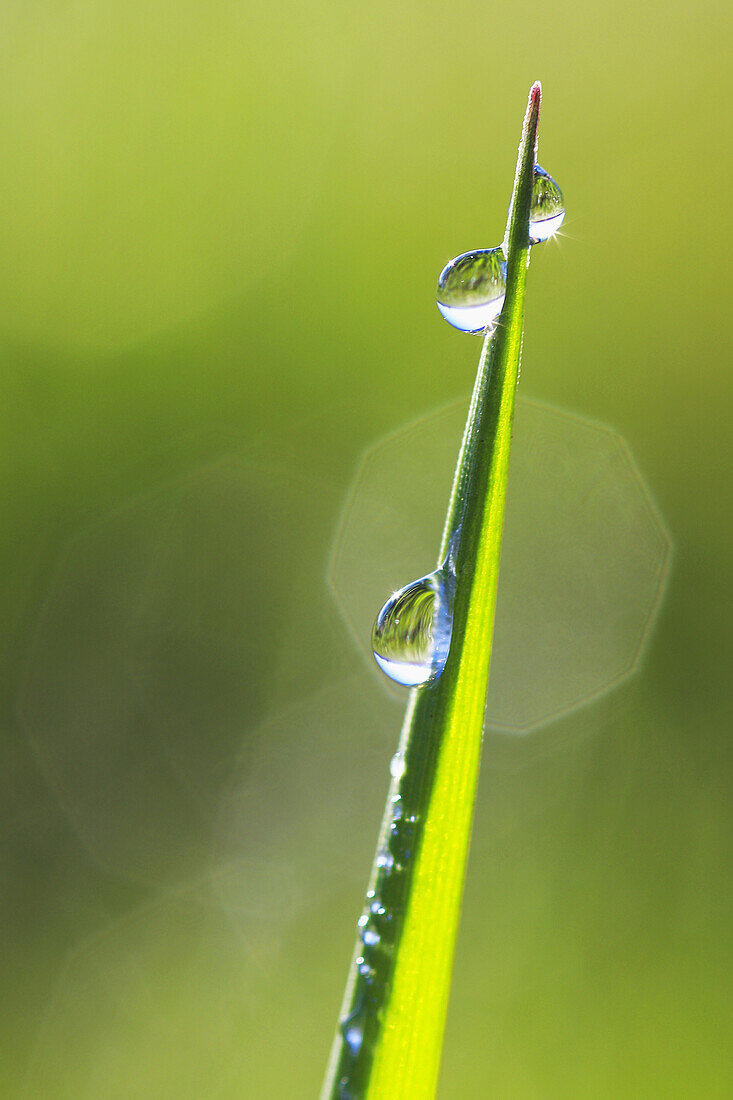 Gras covered in dew drops, Switzerland.