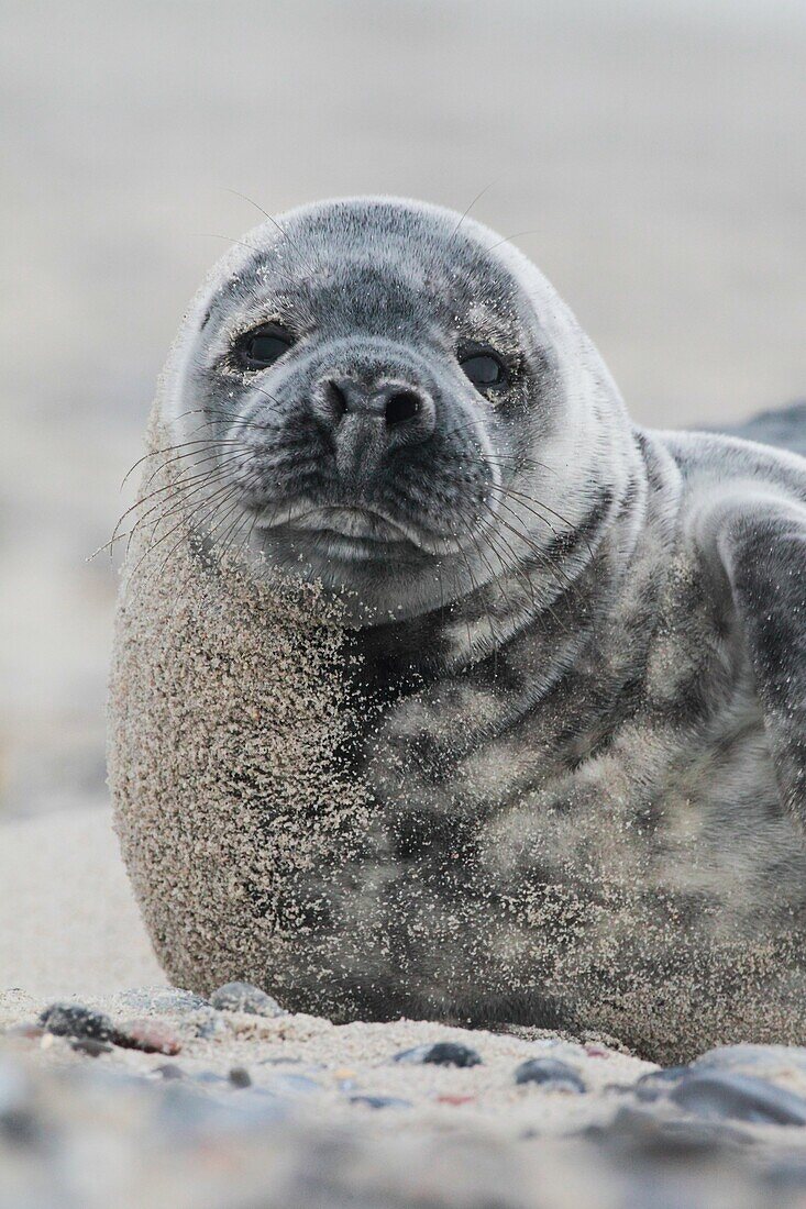 Grey seal, Helgoland-Duene, Germany.