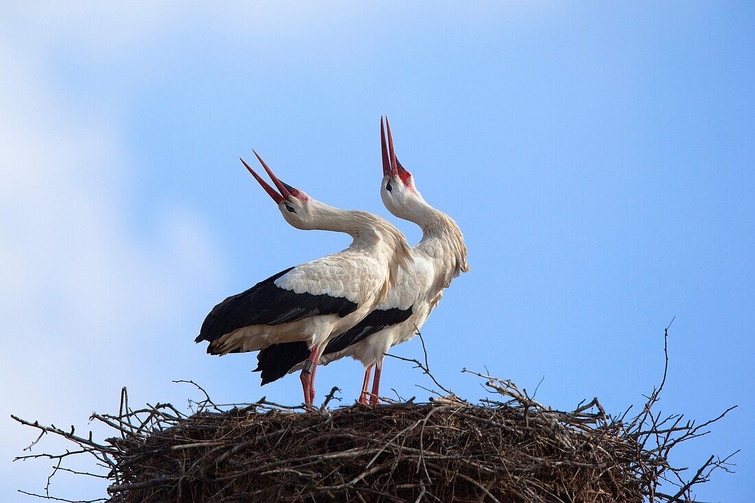 White storks (Ciconia ciconia) standing on their nest.