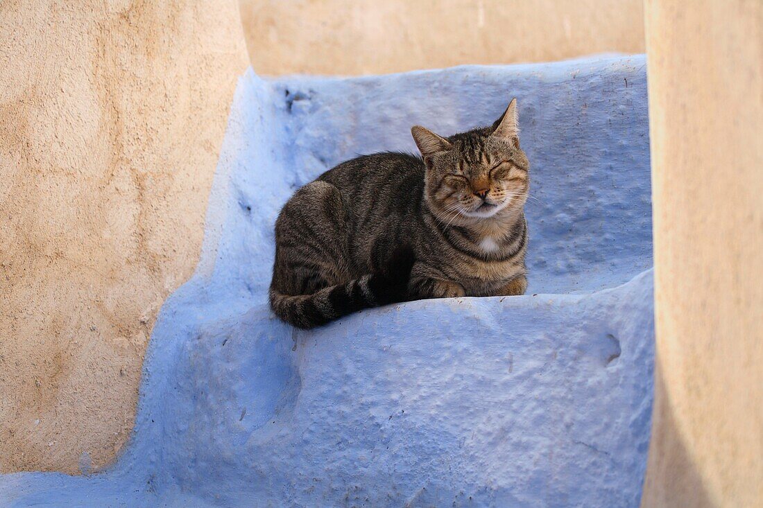Domestic cat (Felis catus) in Oia, Santorini, Greece.