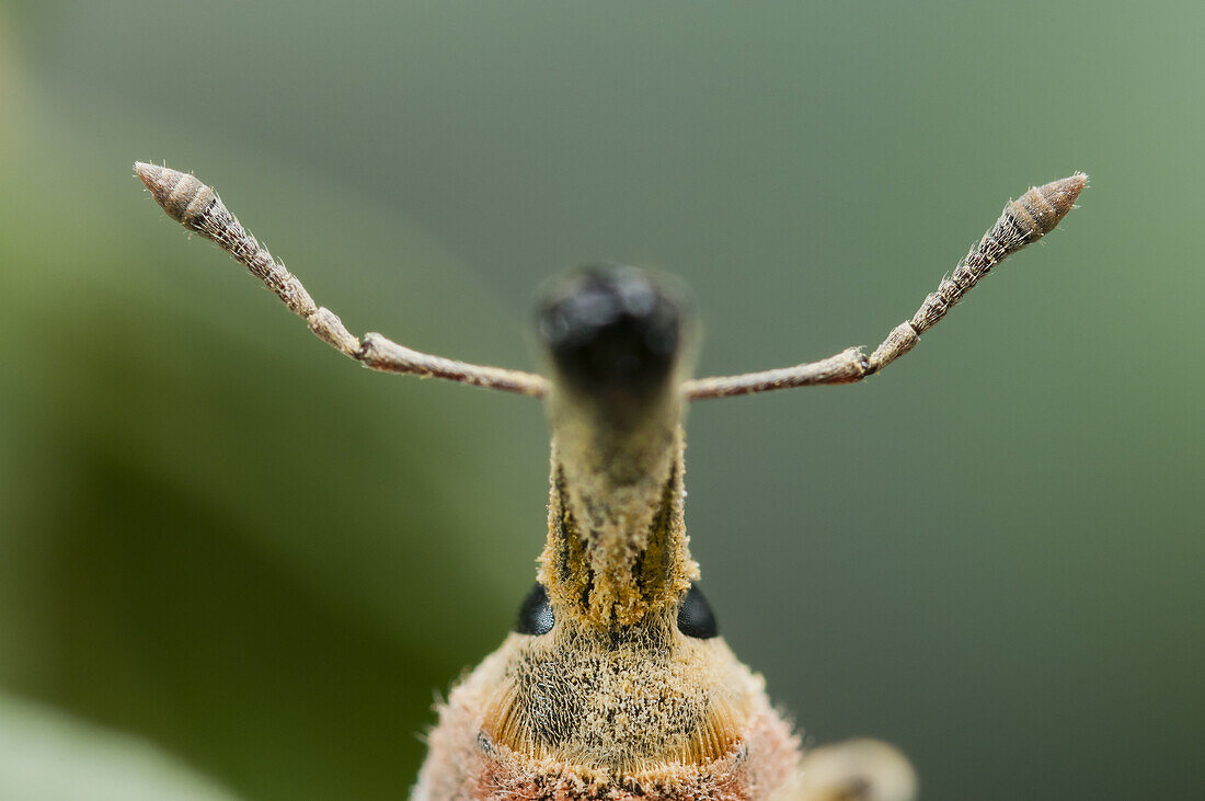 Lixus angustatus male on Malva sylvestris host plant.