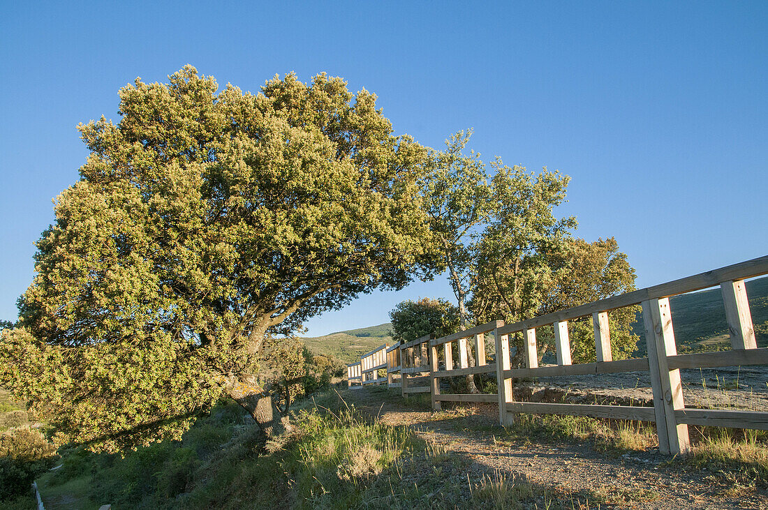 Green Oak tree (Quercus ilex), Spain.