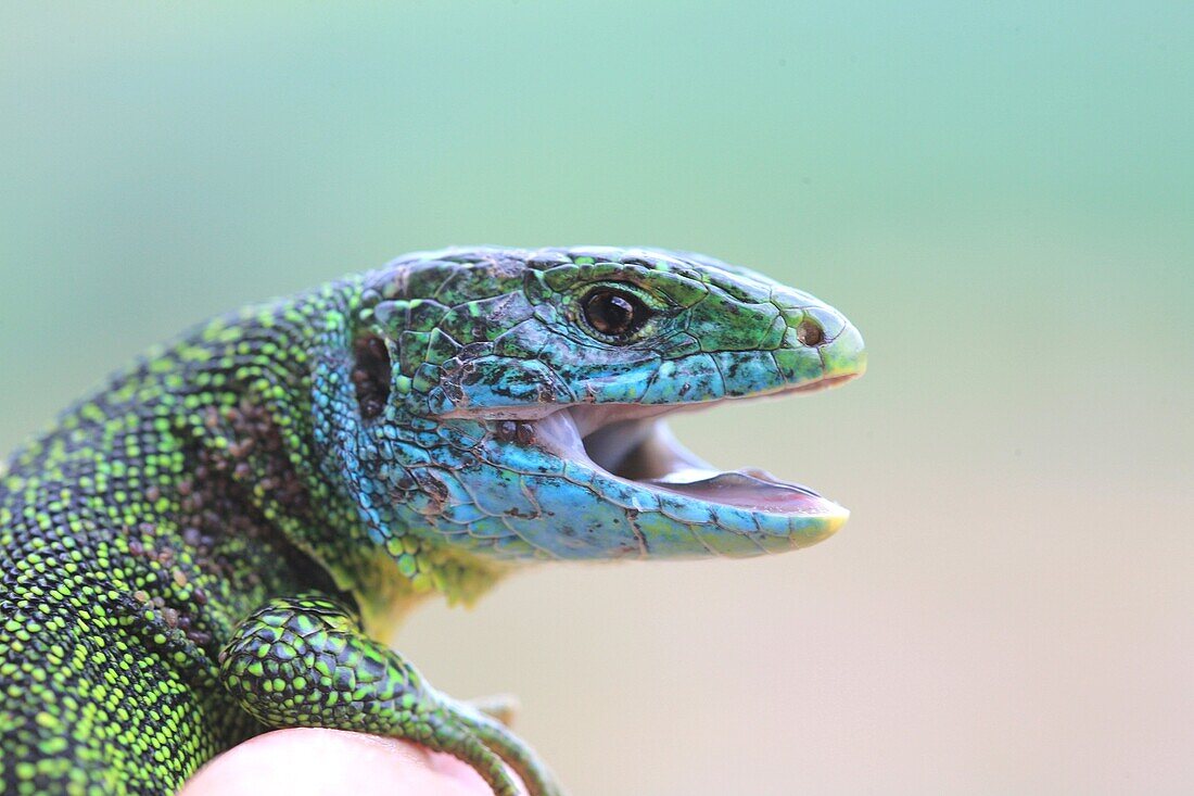 Lacerta viridis, Spain, Europe European green lizard