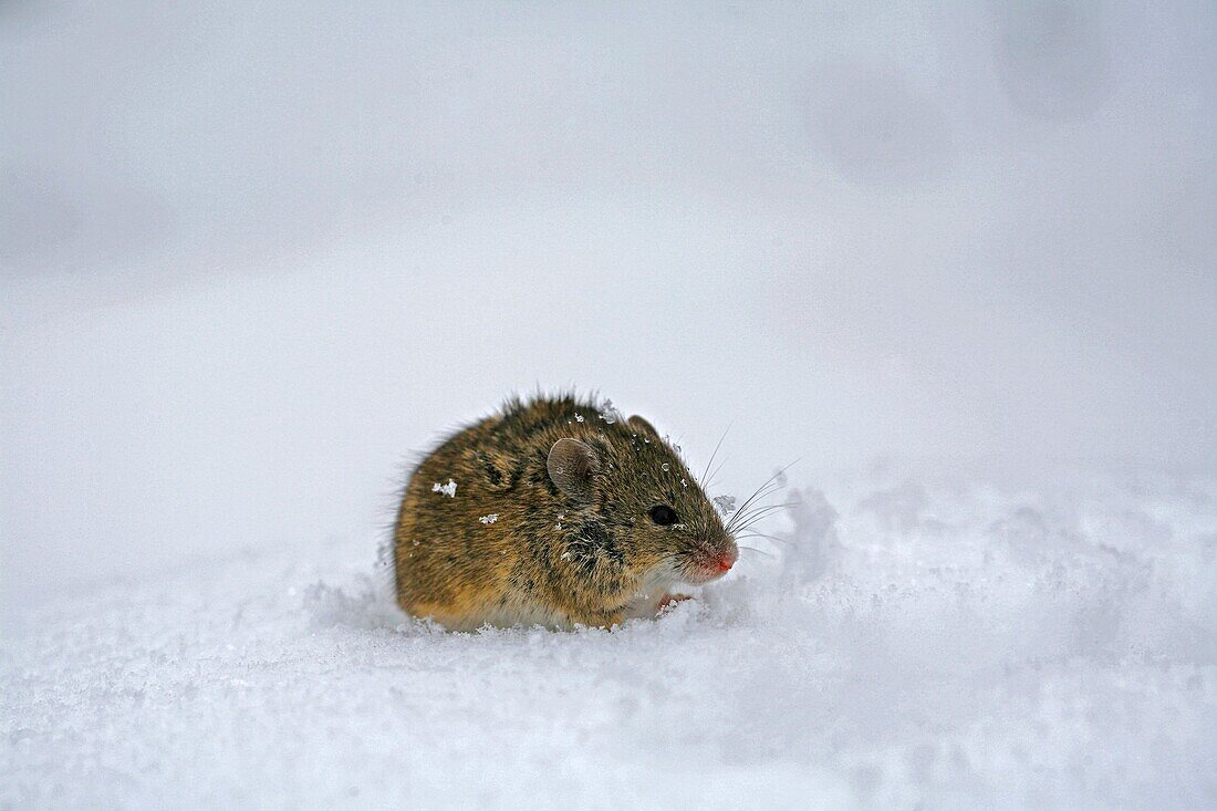 Mouse making his way out of snow