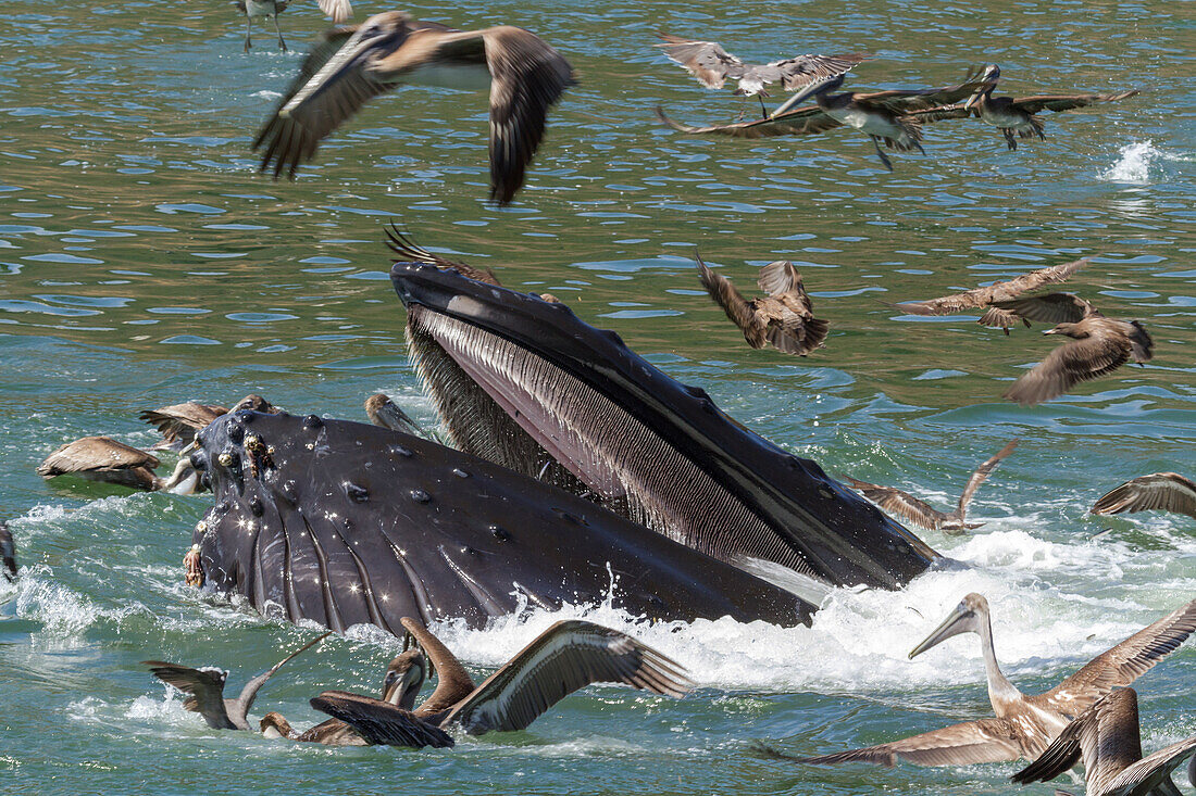 Humpback Whale at the surface surrounded by California Brown Pelicans as its feeding in Avila Beach, California